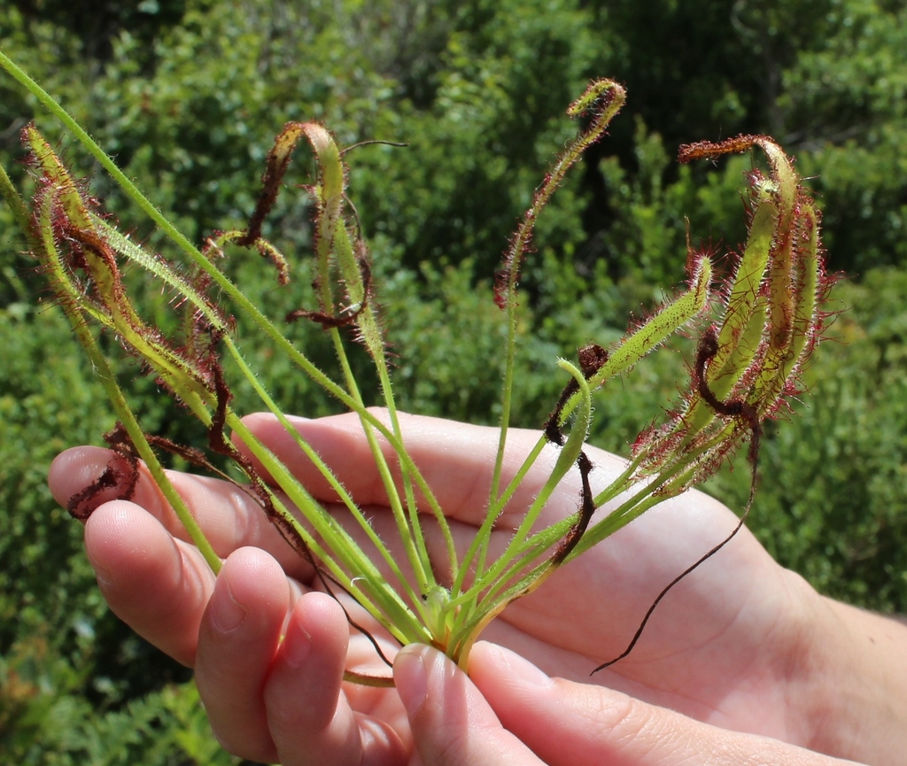 Cape Sundew (wemmershoek) · iNaturalist