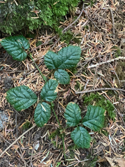 Rubus nivalis