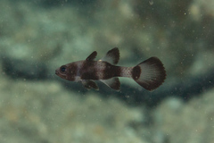 Pseudamia zonata