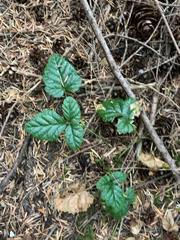 Rubus nivalis