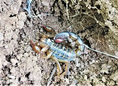 Mesomexovis variegatus