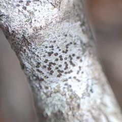 Arthoniomycetes