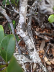 Arthoniomycetes