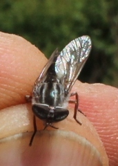 Tabanus taeniatus
