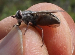 Tabanus taeniatus