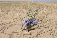 Iris tenuifolia