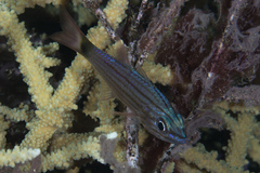 Cheilodipterus artus