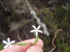 Wahlenbergia neorigida