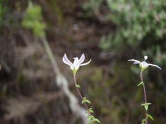 Wahlenbergia neorigida