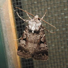 Feltia geniculata