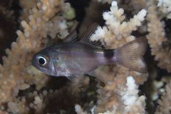Nectamia savayensis