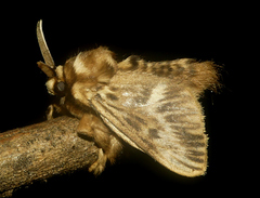 Megalopyge peruana