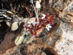 Adromischus triflorus