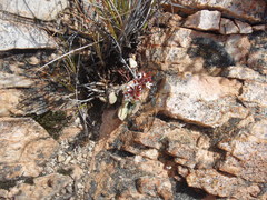 Adromischus triflorus