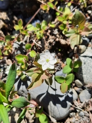 Lysimachia europaea