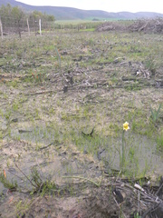 Gladiolus trichonemifolius