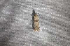 Ancylosis undulatella