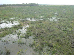 Gladiolus trichonemifolius