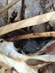 Thanatophilus rugosus