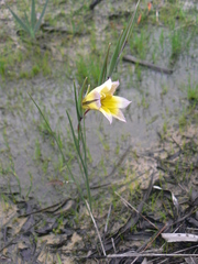 Gladiolus trichonemifolius