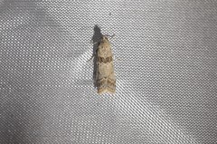 Ancylosis undulatella