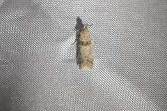 Ancylosis undulatella