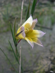 Gladiolus trichonemifolius