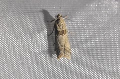 Ancylosis undulatella