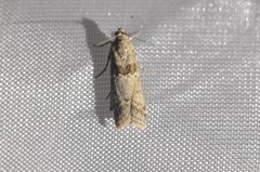 Ancylosis undulatella