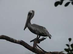 Pelecanus occidentalis