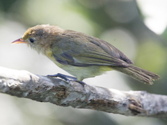 Pachysylvia aurantiifrons