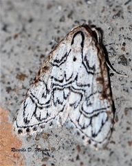 Meganola polyodonta