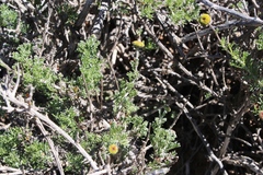 Pentziinae