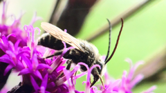 Melissodes desponsus