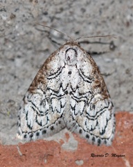 Meganola polyodonta