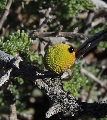 Pentziinae