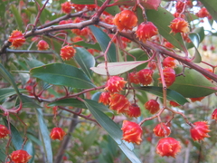 Pterocelastrus rostratus