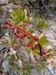 Comarostaphylis glaucescens