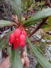 Comarostaphylis glaucescens