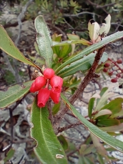 Comarostaphylis glaucescens