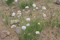 Allium polyrhizum