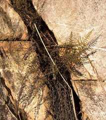 Cheilanthes parviloba