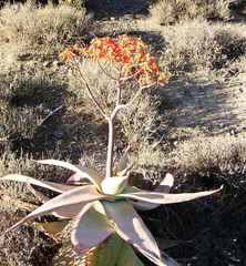Aloe striata