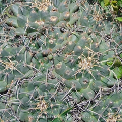 Mammillaria magnimamma