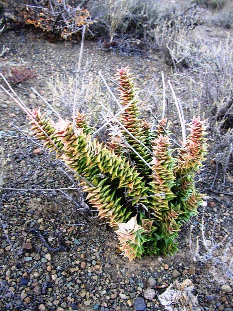 Tulista foliolosa (Haw.) G.D.Rowley 3
