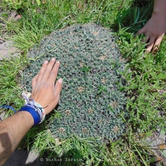 Mammillaria magnimamma