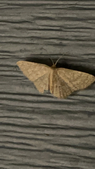 Pleuroprucha insulsaria