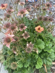 Geum macrophyllum