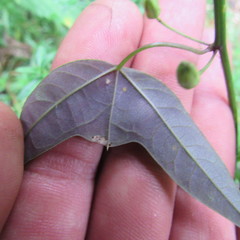 Passiflora erythrophylla