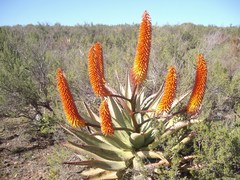Aloe arborescens × ferox
